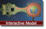Interactive Model