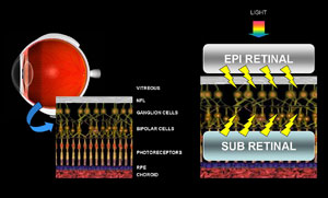 Section of the eye showing the retina and its layers