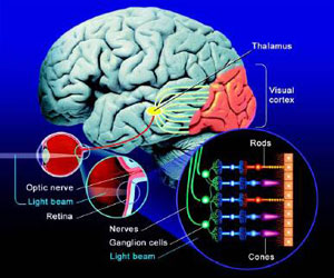 A diagram of the visual system